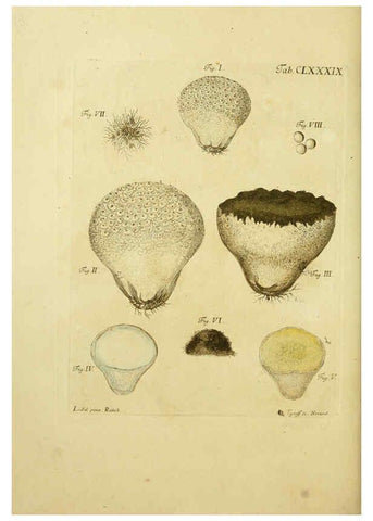 Reproducción/Reproduction 6257458892: Fungorum qui in Bavaria et Palatinatu circa Ratisbonam nascuntur icones, nativis coloribus expressae. v.1-2. Erlangae,Apud J.J. Palmium,1800