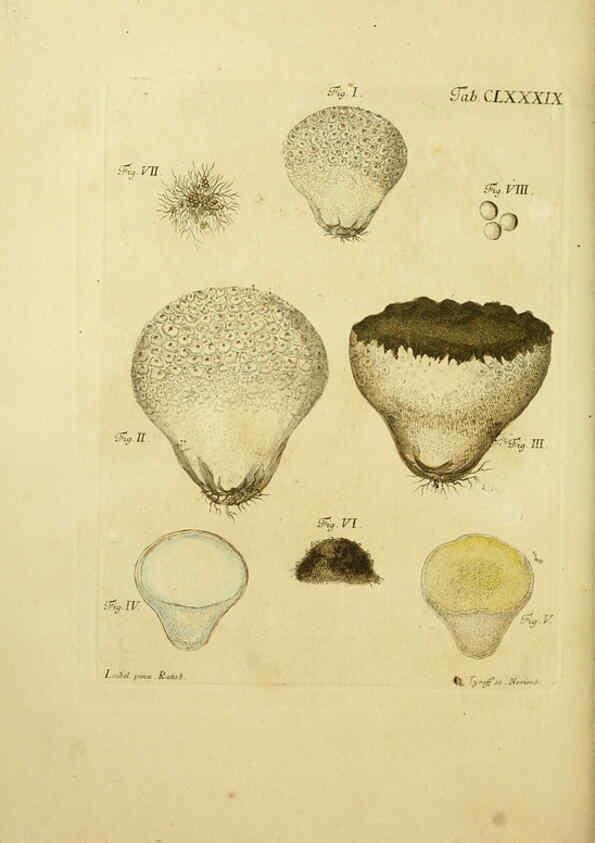 Reproducción/Reproduction 6257458892: Fungorum qui in Bavaria et Palatinatu circa Ratisbonam nascuntur icones, nativis coloribus expressae. v.1-2. Erlangae,Apud J.J. Palmium,1800