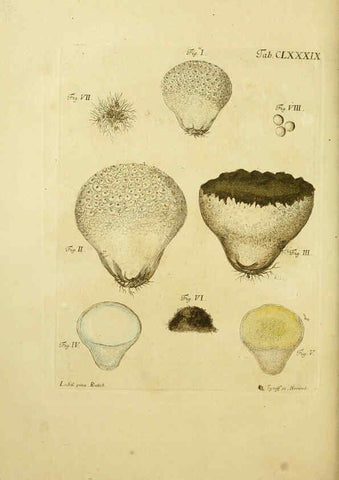 Reproducción/Reproduction 6257458892: Fungorum qui in Bavaria et Palatinatu circa Ratisbonam nascuntur icones, nativis coloribus expressae. v.1-2. Erlangae,Apud J.J. Palmium,1800