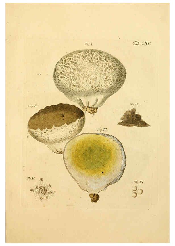 Reproducción/Reproduction 6257459214: Fungorum qui in Bavaria et Palatinatu circa Ratisbonam nascuntur icones, nativis coloribus expressae. v.1-2. Erlangae,Apud J.J. Palmium,1800