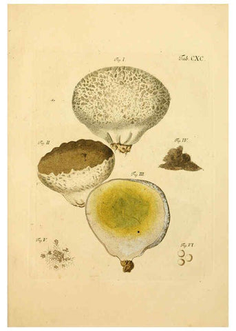 Reproducción/Reproduction 6257459214: Fungorum qui in Bavaria et Palatinatu circa Ratisbonam nascuntur icones, nativis coloribus expressae. v.1-2. Erlangae,Apud J.J. Palmium,1800