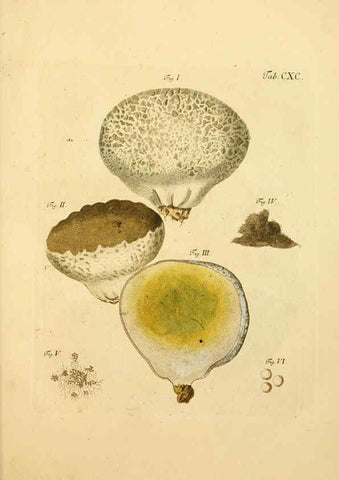 Reproducción/Reproduction 6257459214: Fungorum qui in Bavaria et Palatinatu circa Ratisbonam nascuntur icones, nativis coloribus expressae. v.1-2. Erlangae,Apud J.J. Palmium,1800