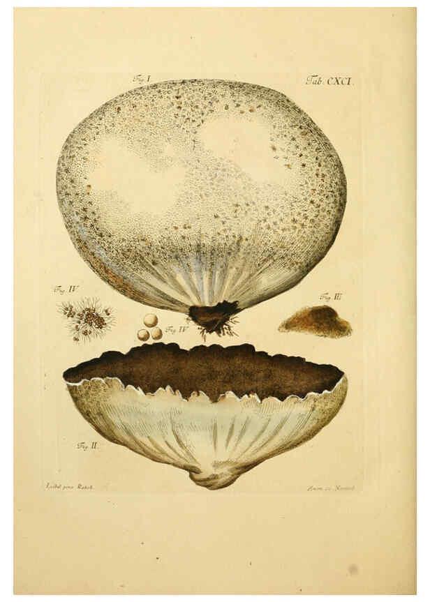Reproducción/Reproduction 6256929659: Fungorum qui in Bavaria et Palatinatu circa Ratisbonam nascuntur icones, nativis coloribus expressae. v.1-2. Erlangae,Apud J.J. Palmium,1800