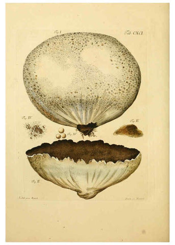 Reproducción/Reproduction 6256929659: Fungorum qui in Bavaria et Palatinatu circa Ratisbonam nascuntur icones, nativis coloribus expressae. v.1-2. Erlangae,Apud J.J. Palmium,1800