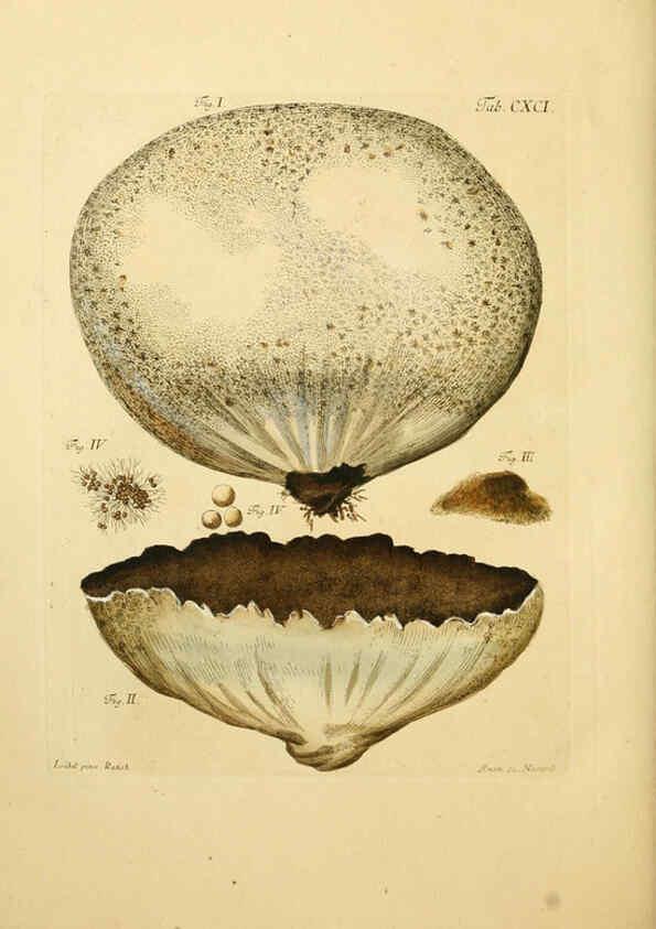 Reproducción/Reproduction 6256929659: Fungorum qui in Bavaria et Palatinatu circa Ratisbonam nascuntur icones, nativis coloribus expressae. v.1-2. Erlangae,Apud J.J. Palmium,1800