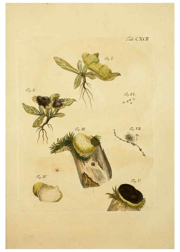 Reproducción/Reproduction 6257459766: Fungorum qui in Bavaria et Palatinatu circa Ratisbonam nascuntur icones, nativis coloribus expressae. v.1-2. Erlangae,Apud J.J. Palmium,1800