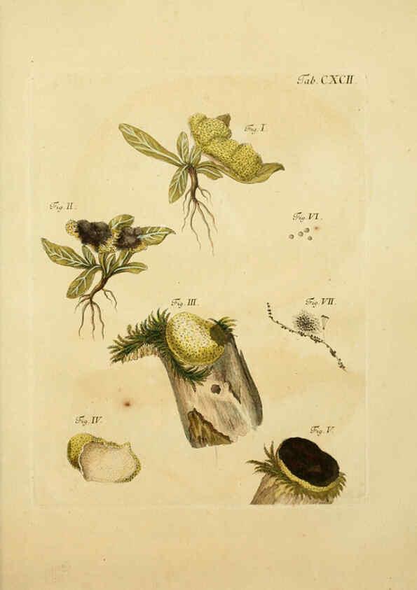 Reproducción/Reproduction 6257459766: Fungorum qui in Bavaria et Palatinatu circa Ratisbonam nascuntur icones, nativis coloribus expressae. v.1-2. Erlangae,Apud J.J. Palmium,1800