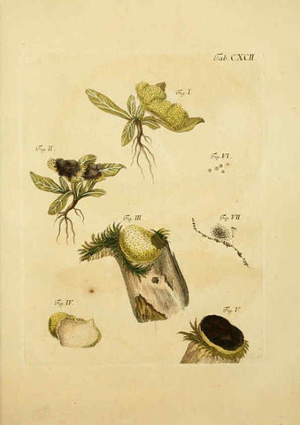 Reproducción/Reproduction 6257459766: Fungorum qui in Bavaria et Palatinatu circa Ratisbonam nascuntur icones, nativis coloribus expressae. v.1-2. Erlangae,Apud J.J. Palmium,1800