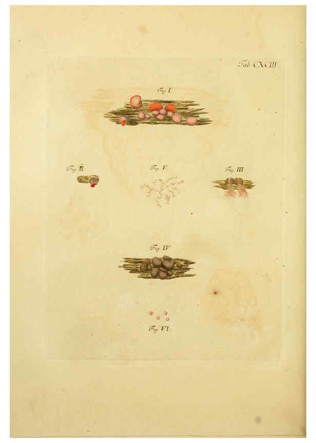 Reproducción/Reproduction 6257460052: Fungorum qui in Bavaria et Palatinatu circa Ratisbonam nascuntur icones, nativis coloribus expressae. v.1-2. Erlangae,Apud J.J. Palmium,1800