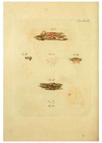 Reproducción/Reproduction 6257460052: Fungorum qui in Bavaria et Palatinatu circa Ratisbonam nascuntur icones, nativis coloribus expressae. v.1-2. Erlangae,Apud J.J. Palmium,1800