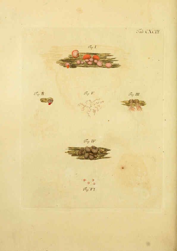 Reproducción/Reproduction 6257460052: Fungorum qui in Bavaria et Palatinatu circa Ratisbonam nascuntur icones, nativis coloribus expressae. v.1-2. Erlangae,Apud J.J. Palmium,1800