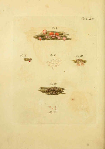 Reproducción/Reproduction 6257460052: Fungorum qui in Bavaria et Palatinatu circa Ratisbonam nascuntur icones, nativis coloribus expressae. v.1-2. Erlangae,Apud J.J. Palmium,1800
