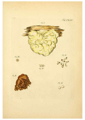 Reproducción/Reproduction 6256930491: Fungorum qui in Bavaria et Palatinatu circa Ratisbonam nascuntur icones, nativis coloribus expressae. v.1-2. Erlangae,Apud J.J. Palmium,1800