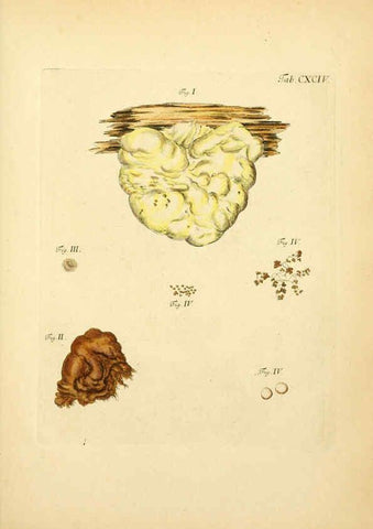 Reproducción/Reproduction 6256930491: Fungorum qui in Bavaria et Palatinatu circa Ratisbonam nascuntur icones, nativis coloribus expressae. v.1-2. Erlangae,Apud J.J. Palmium,1800