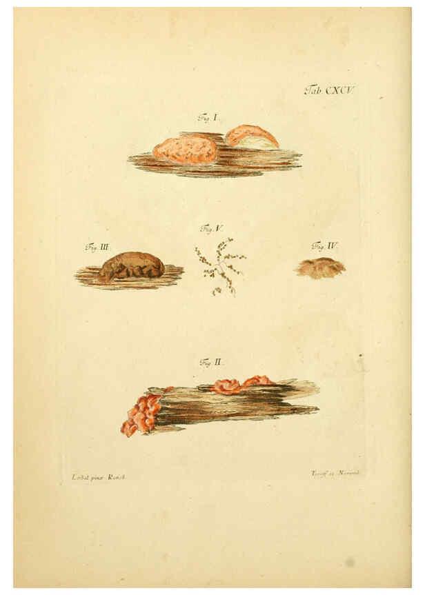 Reproducción/Reproduction 6256930683: Fungorum qui in Bavaria et Palatinatu circa Ratisbonam nascuntur icones, nativis coloribus expressae. v.1-2. Erlangae,Apud J.J. Palmium,1800