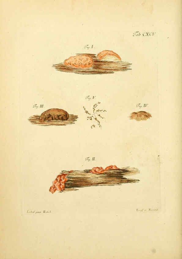 Reproducción/Reproduction 6256930683: Fungorum qui in Bavaria et Palatinatu circa Ratisbonam nascuntur icones, nativis coloribus expressae. v.1-2. Erlangae,Apud J.J. Palmium,1800