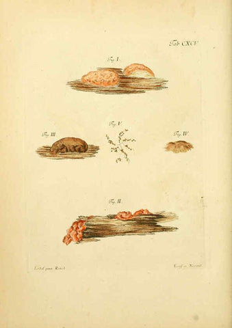 Reproducción/Reproduction 6256930683: Fungorum qui in Bavaria et Palatinatu circa Ratisbonam nascuntur icones, nativis coloribus expressae. v.1-2. Erlangae,Apud J.J. Palmium,1800