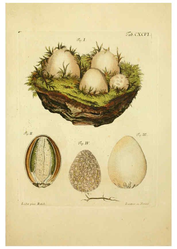 Reproducción/Reproduction 6257460792: Fungorum qui in Bavaria et Palatinatu circa Ratisbonam nascuntur icones, nativis coloribus expressae. v.1-2. Erlangae,Apud J.J. Palmium,1800