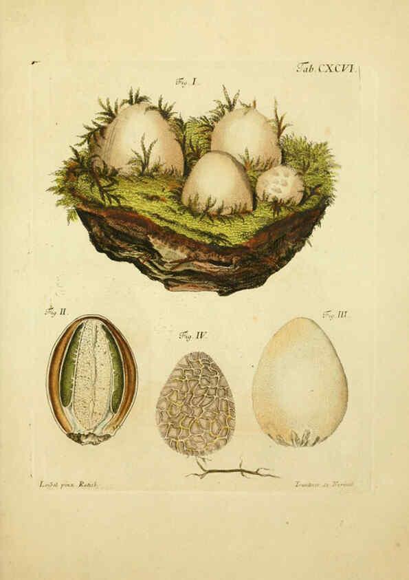 Reproducción/Reproduction 6257460792: Fungorum qui in Bavaria et Palatinatu circa Ratisbonam nascuntur icones, nativis coloribus expressae. v.1-2. Erlangae,Apud J.J. Palmium,1800