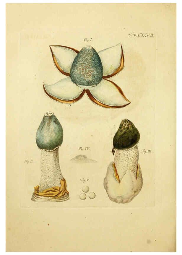 Reproducción/Reproduction 6256931305: Fungorum qui in Bavaria et Palatinatu circa Ratisbonam nascuntur icones, nativis coloribus expressae. v.1-2. Erlangae,Apud J.J. Palmium,1800