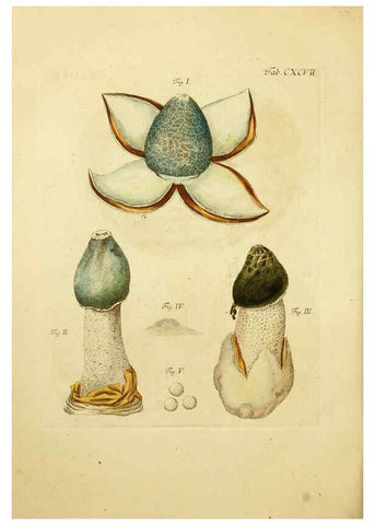 Reproducción/Reproduction 6256931305: Fungorum qui in Bavaria et Palatinatu circa Ratisbonam nascuntur icones, nativis coloribus expressae. v.1-2. Erlangae,Apud J.J. Palmium,1800