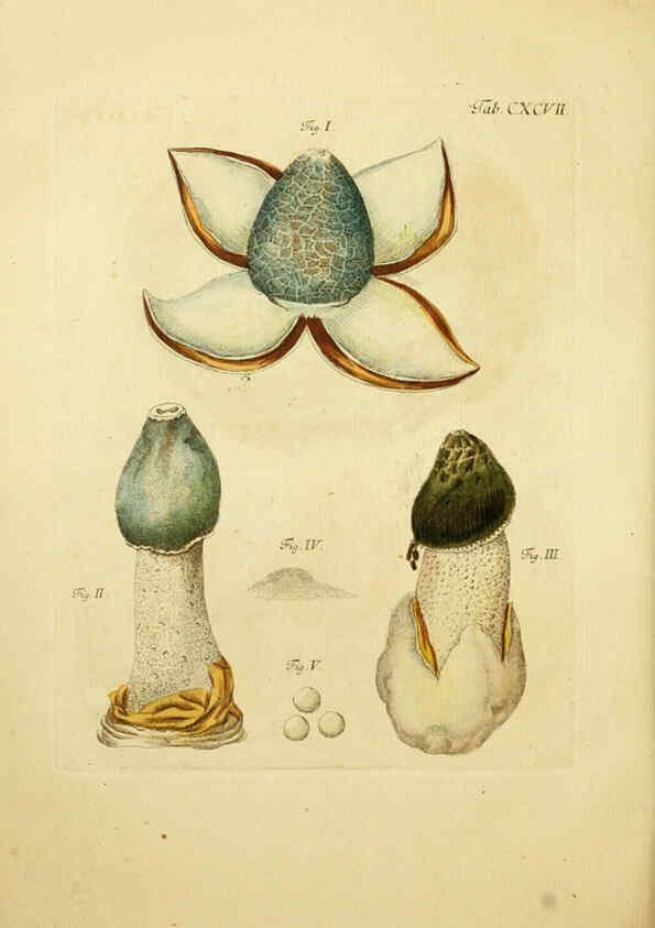 Reproducción/Reproduction 6256931305: Fungorum qui in Bavaria et Palatinatu circa Ratisbonam nascuntur icones, nativis coloribus expressae. v.1-2. Erlangae,Apud J.J. Palmium,1800