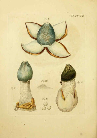 Reproducción/Reproduction 6256931305: Fungorum qui in Bavaria et Palatinatu circa Ratisbonam nascuntur icones, nativis coloribus expressae. v.1-2. Erlangae,Apud J.J. Palmium,1800