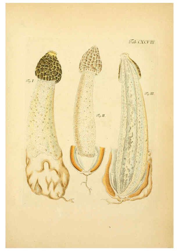 Reproducción/Reproduction 6256931599: Fungorum qui in Bavaria et Palatinatu circa Ratisbonam nascuntur icones, nativis coloribus expressae. v.1-2. Erlangae,Apud J.J. Palmium,1800