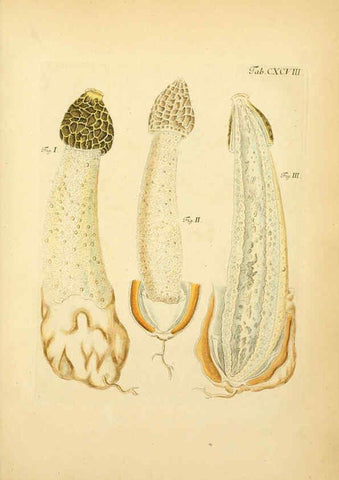Reproducción/Reproduction 6256931599: Fungorum qui in Bavaria et Palatinatu circa Ratisbonam nascuntur icones, nativis coloribus expressae. v.1-2. Erlangae,Apud J.J. Palmium,1800