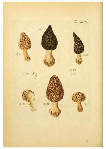 Reproducción/Reproduction 6257461708: Fungorum qui in Bavaria et Palatinatu circa Ratisbonam nascuntur icones, nativis coloribus expressae. v.1-2. Erlangae,Apud J.J. Palmium,1800