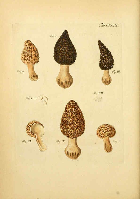 Reproducción/Reproduction 6257461708: Fungorum qui in Bavaria et Palatinatu circa Ratisbonam nascuntur icones, nativis coloribus expressae. v.1-2. Erlangae,Apud J.J. Palmium,1800