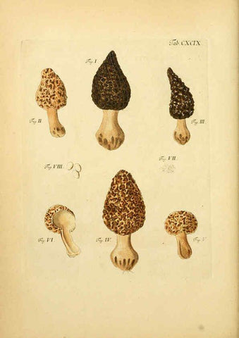 Reproducción/Reproduction 6257461708: Fungorum qui in Bavaria et Palatinatu circa Ratisbonam nascuntur icones, nativis coloribus expressae. v.1-2. Erlangae,Apud J.J. Palmium,1800