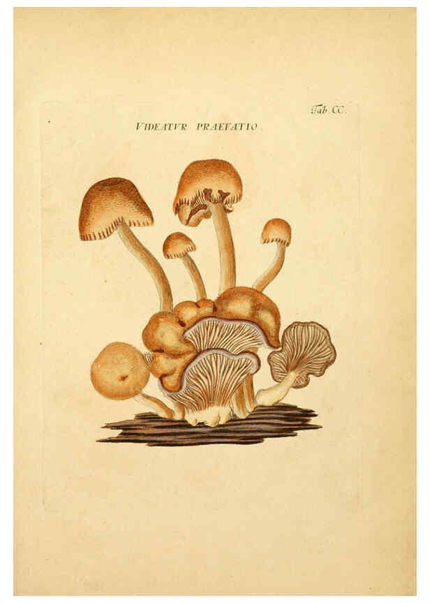 Reproducción/Reproduction 6256932125: Fungorum qui in Bavaria et Palatinatu circa Ratisbonam nascuntur icones, nativis coloribus expressae. v.1-2. Erlangae,Apud J.J. Palmium,1800