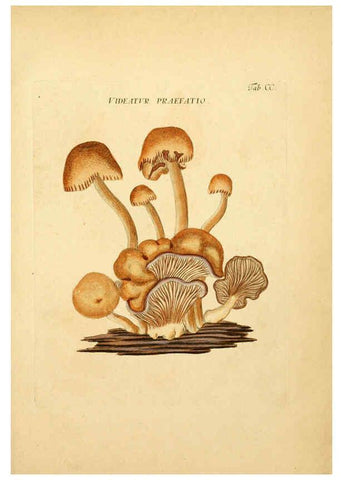 Reproducción/Reproduction 6256932125: Fungorum qui in Bavaria et Palatinatu circa Ratisbonam nascuntur icones, nativis coloribus expressae. v.1-2. Erlangae,Apud J.J. Palmium,1800