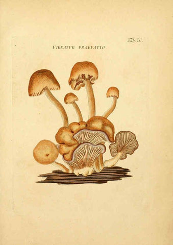 Reproducción/Reproduction 6256932125: Fungorum qui in Bavaria et Palatinatu circa Ratisbonam nascuntur icones, nativis coloribus expressae. v.1-2. Erlangae,Apud J.J. Palmium,1800
