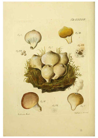 Reproducción/Reproduction 6256927971: Fungorum qui in Bavaria et Palatinatu circa Ratisbonam nascuntur icones, nativis coloribus expressae. v.1-2. Erlangae,Apud J.J. Palmium,1800