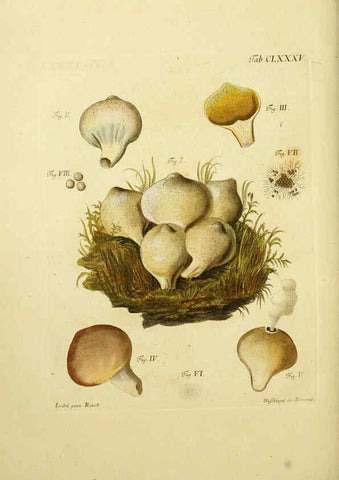 Reproducción/Reproduction 6256927971: Fungorum qui in Bavaria et Palatinatu circa Ratisbonam nascuntur icones, nativis coloribus expressae. v.1-2. Erlangae,Apud J.J. Palmium,1800