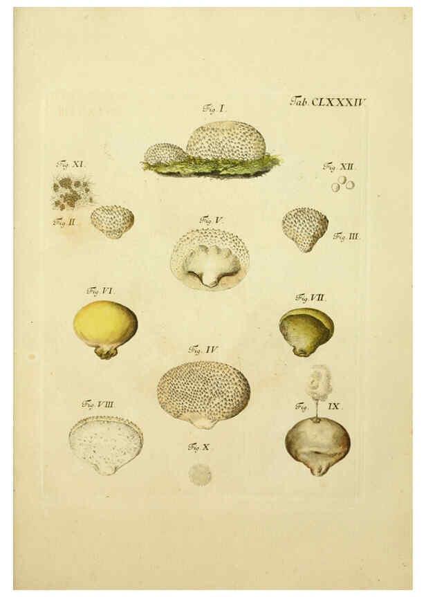 Reproducción/Reproduction 6257457508: Fungorum qui in Bavaria et Palatinatu circa Ratisbonam nascuntur icones, nativis coloribus expressae. v.1-2. Erlangae,Apud J.J. Palmium,1800