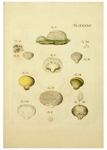 Reproducción/Reproduction 6257457508: Fungorum qui in Bavaria et Palatinatu circa Ratisbonam nascuntur icones, nativis coloribus expressae. v.1-2. Erlangae,Apud J.J. Palmium,1800