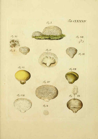 Reproducción/Reproduction 6257457508: Fungorum qui in Bavaria et Palatinatu circa Ratisbonam nascuntur icones, nativis coloribus expressae. v.1-2. Erlangae,Apud J.J. Palmium,1800