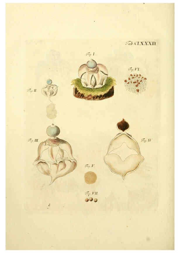 Reproducción/Reproduction 6256927545: Fungorum qui in Bavaria et Palatinatu circa Ratisbonam nascuntur icones, nativis coloribus expressae. v.1-2. Erlangae,Apud J.J. Palmium,1800