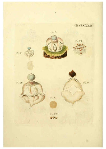 Reproducción/Reproduction 6256927545: Fungorum qui in Bavaria et Palatinatu circa Ratisbonam nascuntur icones, nativis coloribus expressae. v.1-2. Erlangae,Apud J.J. Palmium,1800