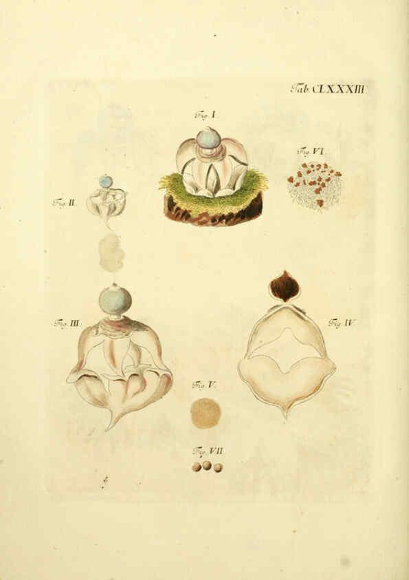 Reproducción/Reproduction 6256927545: Fungorum qui in Bavaria et Palatinatu circa Ratisbonam nascuntur icones, nativis coloribus expressae. v.1-2. Erlangae,Apud J.J. Palmium,1800