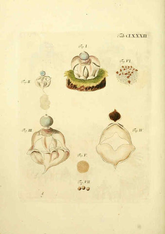 Reproducción/Reproduction 6256927545: Fungorum qui in Bavaria et Palatinatu circa Ratisbonam nascuntur icones, nativis coloribus expressae. v.1-2. Erlangae,Apud J.J. Palmium,1800