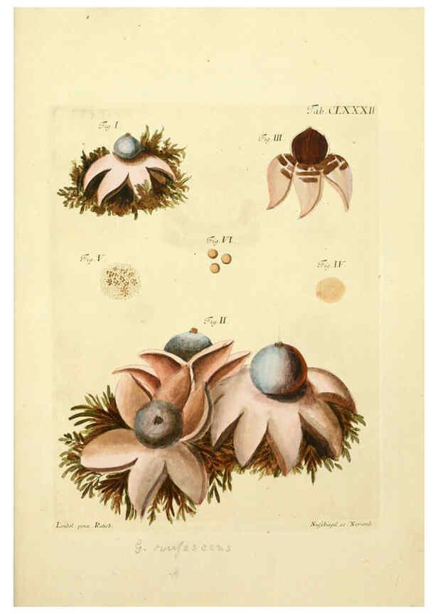 Reproducción/Reproduction 6257457128: Fungorum qui in Bavaria et Palatinatu circa Ratisbonam nascuntur icones, nativis coloribus expressae. v.1-2. Erlangae,Apud J.J. Palmium,1800