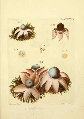Reproducción/Reproduction 6257457128: Fungorum qui in Bavaria et Palatinatu circa Ratisbonam nascuntur icones, nativis coloribus expressae. v.1-2. Erlangae,Apud J.J. Palmium,1800