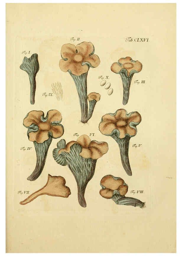 Reproducción/Reproduction 6256923395: Fungorum qui in Bavaria et Palatinatu circa Ratisbonam nascuntur icones, nativis coloribus expressae. v.1-2. Erlangae,Apud J.J. Palmium,1800