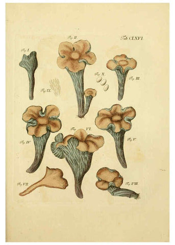 Reproducción/Reproduction 6256923395: Fungorum qui in Bavaria et Palatinatu circa Ratisbonam nascuntur icones, nativis coloribus expressae. v.1-2. Erlangae,Apud J.J. Palmium,1800