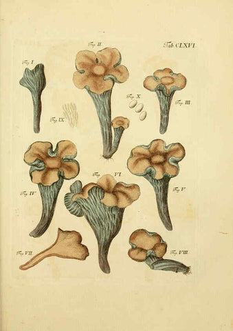 Reproducción/Reproduction 6256923395: Fungorum qui in Bavaria et Palatinatu circa Ratisbonam nascuntur icones, nativis coloribus expressae. v.1-2. Erlangae,Apud J.J. Palmium,1800