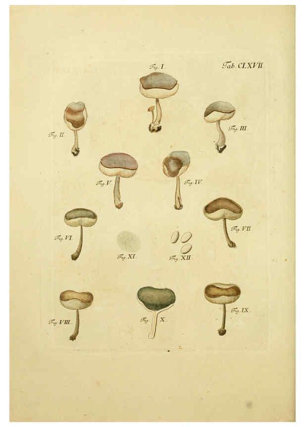 Reproducción/Reproduction 6256923685: Fungorum qui in Bavaria et Palatinatu circa Ratisbonam nascuntur icones, nativis coloribus expressae. v.1-2. Erlangae,Apud J.J. Palmium,1800